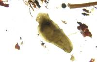 Plostenka Turbellaria Planaria P9280017 