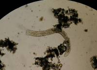 Plostenky Turbellaria mikroplostenka P9280460 