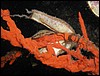 vajka mky Scylliorhinus na houb Axinella cannabina