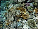 Dahab - INMO home reef