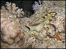 Soleichthys heterorhinos (Soleidae)