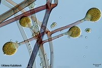 Absidia coerulea CCF 2653, sporangiofory