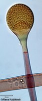 Absidia coerulea CCF 2653, sporangium