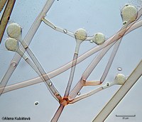 Absidia cylindrospora CCF 3239, větvení