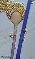 Absidia cylindrospora CCF 3239, zralé sporangium