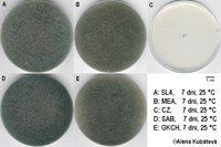 Absidia glauca CCF 2842, kolonie