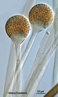 Absidia spinosa var. spinosa CCF 1003, sporangiofory