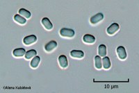 Absidia spinosa var. spinosa CCF 1003, sporangiospory