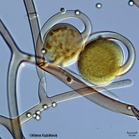 Circinella muscae CCF 3187, mladá sporangia