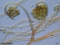 Circinella muscae CCF 3187, rozpadající se sporangia
