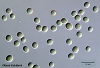 Circinella muscae CCF 3187, sporangiospory