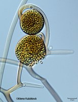 Circinella muscae CCF 3187, zralá sporangia