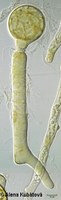 Conidiobolus sp. CCF 1166, sporangiola na sporangioforu