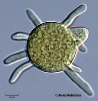 Conidiobolus sp. CCF 1166, sporangiola