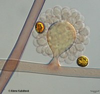 Cunninghamella elegans CCF 2591, boční hlavice