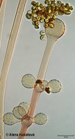 Cunninghamella elegans CCF 2591, starý sporofor