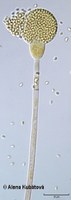 Gongronella butleri CCF 2406, sporangiofor