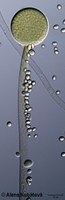 Mucor hiemalis f. hiemalis CCF 2698, mladé sporangium