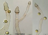 Mucor petrinsularis CCF 3238, kolumely