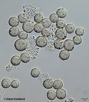 Mucor petrinsularis CCF 3238, sporangiospory