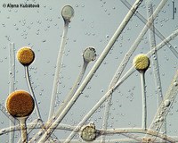 Mycocladus corymbifer CCF 3186, kolumely a sporangia