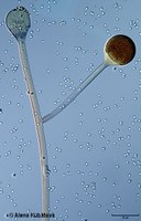 Mycocladus corymbifer CCF 3186, sporangiofor