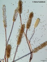 Mycotypha microspora CCF 1876, větvení sporoforů