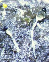 Pilobolus sp., zralá sporangia na trusu
