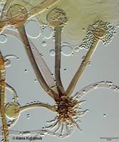 Rhizopus microsporus var. microsporus CCF 1362, svazek sporangioforů