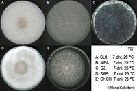 Thamnostylum piriforme CCF 3242, kolonie