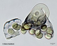 Thamnostylum piriforme CCF 3242, rozpadlá sporangiola