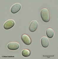 Thamnostylum piriforme CCF 3242, sporangiospory