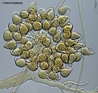 Thamnostylum piriforme CCF 3242, svazek dozrávajících sporangiol