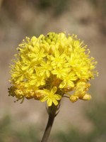 asphodelaceae-bulbine_triquetra.jpg