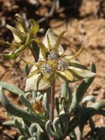 asteraceae-didelta_spinosa_1.jpg