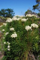 bruniaceae-berzelia_lanuginosa.jpg