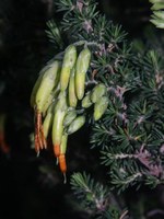 ericaceae-erica_coccinea.jpg