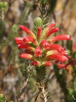ericaceae-erica_phylicifolia.jpg