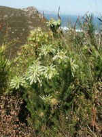 ericaceae-erica_sessiliflora.jpg