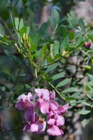 fabaceae-virgilia_divaricata.jpg