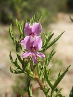 geraniaceae-pelargonium_scabrum.jpg