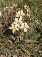 haemodoraceae-wachendorfia_brachyandra.jpg
