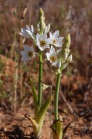 hyacinthaceae-ornithogalum_conicum_1.jpg