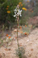 hyacinthaceae-tenicroa_multifolia.jpg