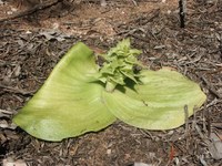 hyacinthaceae-whiteheadia_bifolia.jpg