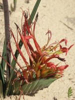 iridaceae-babiana_ringens_1.jpg