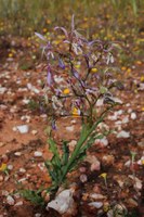 iridaceae-babiana_sinuata.jpg