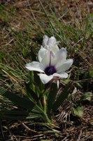 iridaceae-babiana_sp.jpg