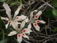 iridaceae-babiana_tubulosa.jpg