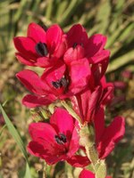iridaceae-babiana_villosa_1.JPG